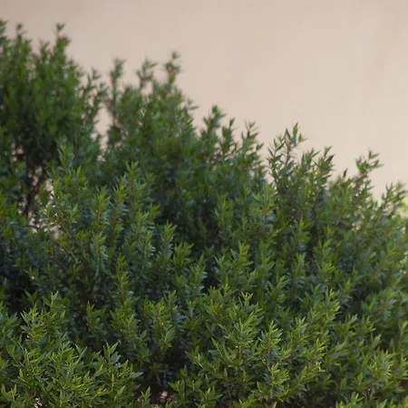 Il Mirto Bed & Breakfast