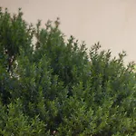 Il Mirto Bed & Breakfast
